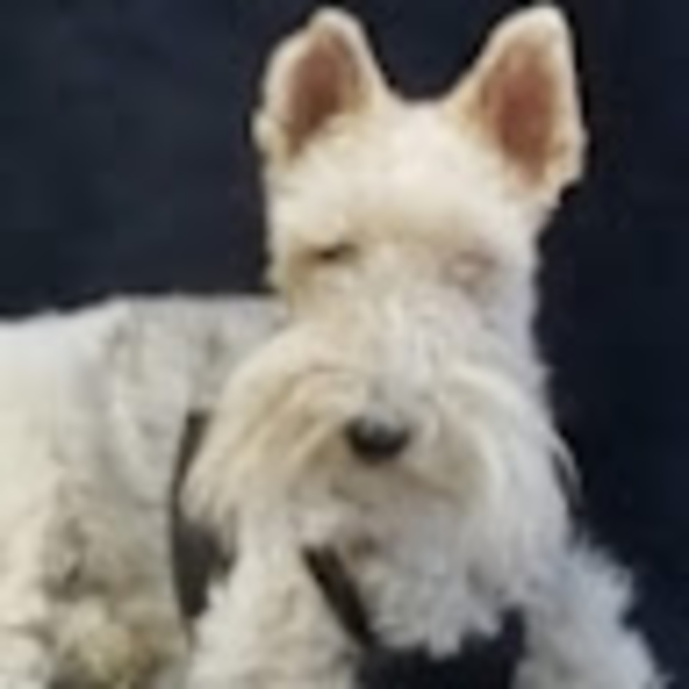 Meet your Posher, Harley jullie